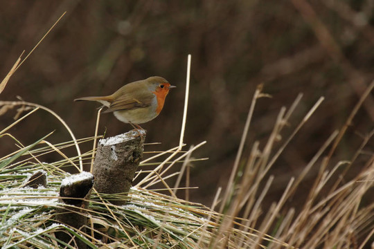 歐洲知更鳥（Erithacus rubecula）
