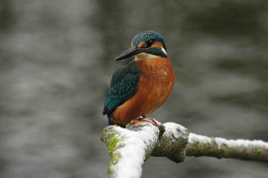 翠鳥（Alcedo atthis）坐在他的棲息在冬天