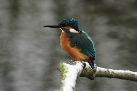 翠鳥（Alcedo atthis）坐在冬天的一個(gè)分支