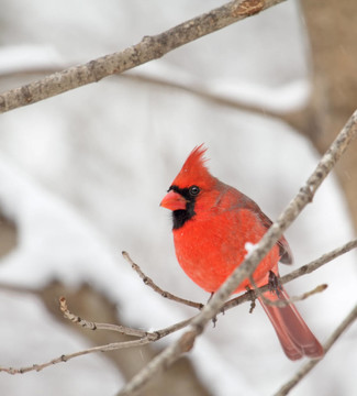 紅衣教主；Cardinalis cardinalis