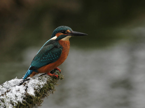 翠鳥（Alcedo atthis）坐在他的棲息在冬天