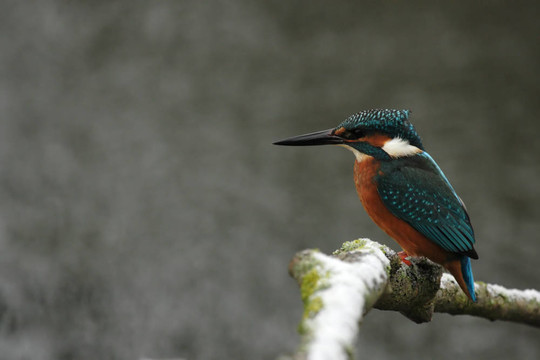 翠鳥（Alcedo atthis）坐在他的棲息在冬天