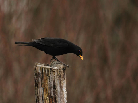 歐洲烏鶇（Turdus merula）