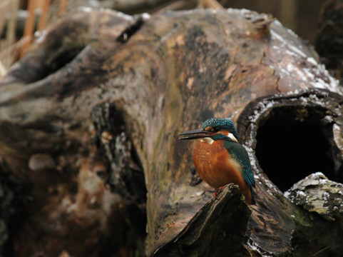 翠鳥（Alcedo atthis）坐在一個(gè)樹樁在冬天