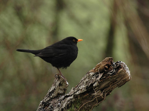 歐洲烏鶇（Turdus merula）坐在一個樹樁