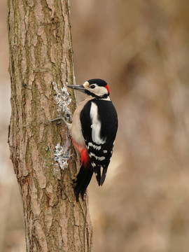 大斑Woodpecker（大斑啄木鳥）坐在樹干上尋找食物