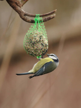 藍(lán)山雀（Parus caeruleus）
