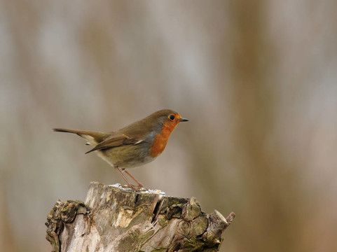 歐洲知更鳥（Erithacus rubecula）坐在一個樹樁