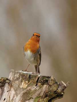 歐洲知更鳥（Erithacus rubecula）坐在一個樹樁在冬天