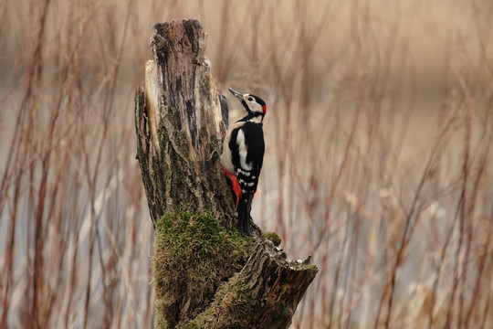 大斑Woodpecker（大斑啄木鳥）坐在一個樹樁