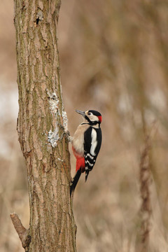 大斑Woodpecker（大斑啄木鳥）坐在樹上