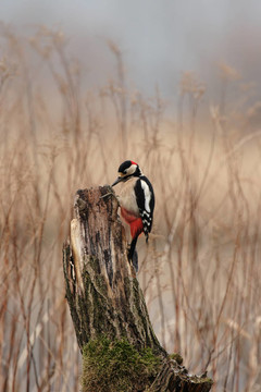 大斑Woodpecker（大斑啄木鳥(niǎo)）坐在一個(gè)樹(shù)樁
