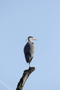 蒼鷺（Ardea cinerea）在藍(lán)色的天空