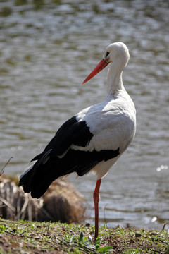 White Stork（Ciconia ciconia）站在湖邊