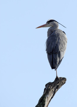 蒼鷺（Ardea cinerea）坐在藍色的天空的一個分支