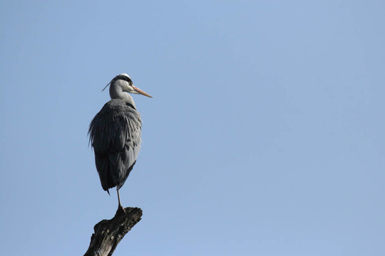 蒼鷺（Ardea cinerea）坐在藍色的天空的一個分支