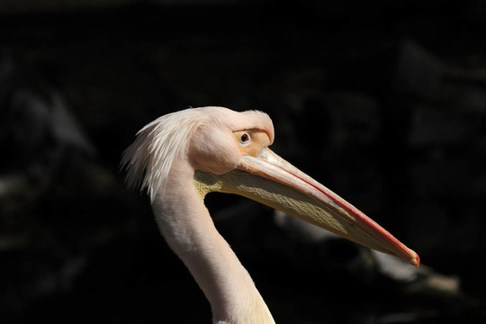 靠近一個(gè)大的鵜鶘（Pelecanus onocrotalus）