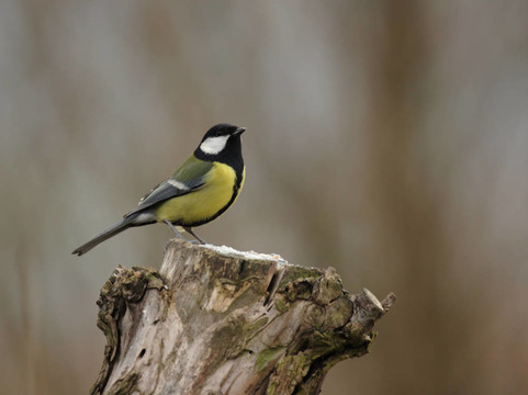 Great Tit（Parus major）坐在一個樹樁