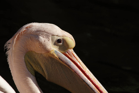 靠近一個(gè)Pelican Head