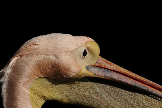靠近一個(gè)鵜鶘（Pelecanus onocrotalus）