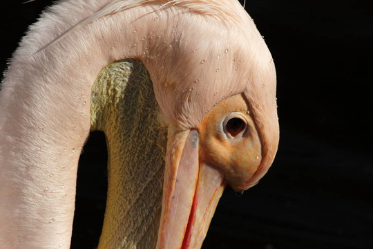靠近一個粉紅鵜鶘（Pelecanus onocrotalus）