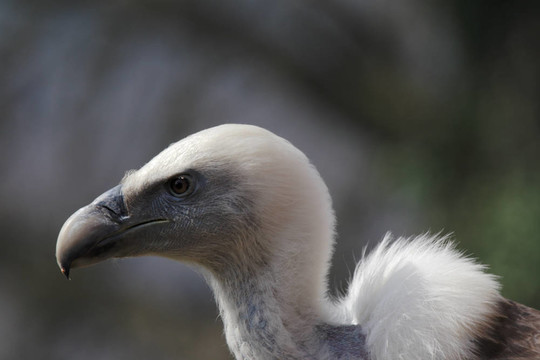 靠近一個兀鷲（Gyps fulvus）
