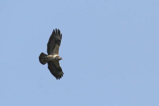 常見(jiàn)的巴扎德（Buteo buteo）在飛行