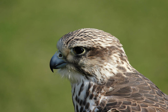 靠近一個獵隼（Falco cherrug）