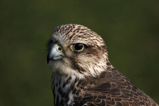 靠近一個獵隼（Falco cherrug）