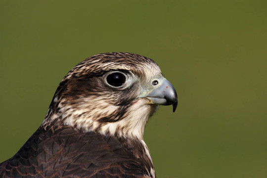 靠近一個獵隼（Falco cherrug）