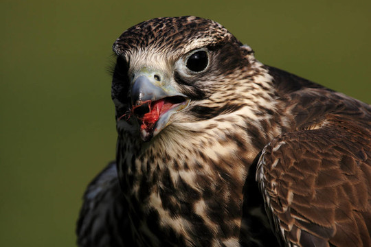 靠近一個獵隼（Falco cherrug）