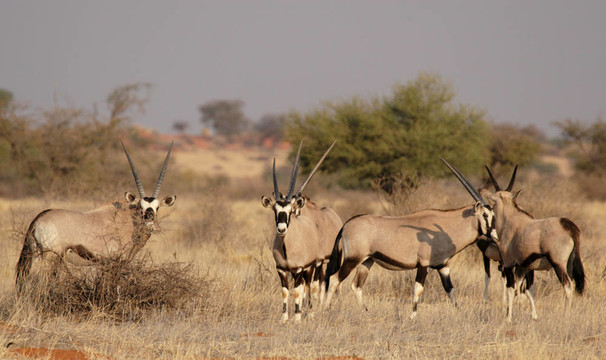 一群長角羚（Oryx gazella）在喀拉哈里沙漠；納米比亞