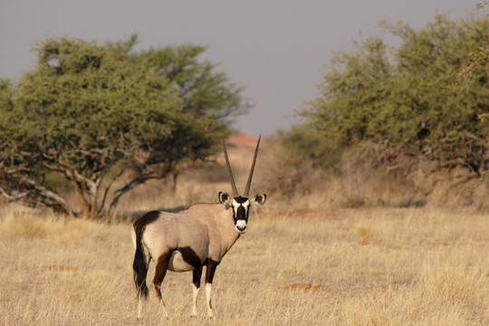 大羚羊（Oryx gazella）在喀拉哈里沙漠；納米比亞
