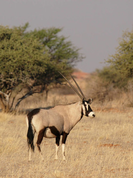大羚羊（Oryx gazella）在喀拉哈里沙漠；納米比亞
