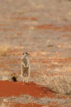 海島貓鼬（Suricata suricatta）守衛(wèi)在喀拉哈里沙漠他家庭的洞口；納米比亞