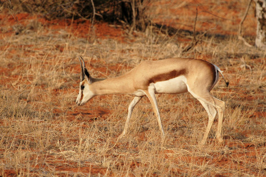 羚（Antidorcas marsupialis）在喀拉哈里沙漠；納米比亞