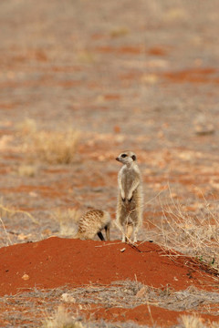 海島貓鼬（Suricata suricatta）守衛(wèi)在喀拉哈里沙漠他家庭的洞口；納米比亞