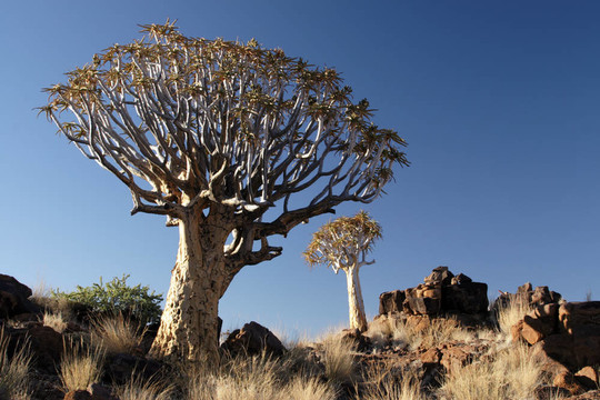 箭袋樹（Aloe dichotoma）在納米比亞