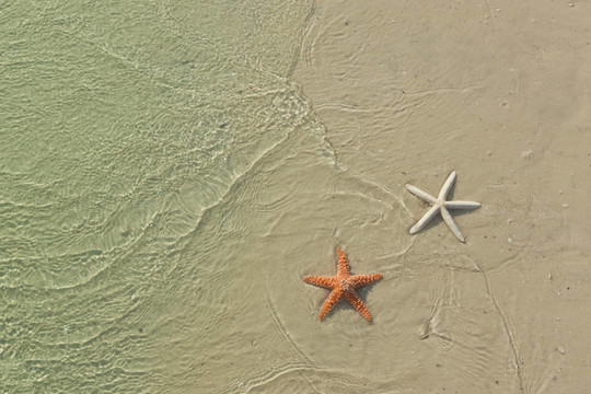 熱帶海灘上的海星；潮水來了