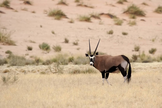 納米比亞大羚羊（Oryx gazella）