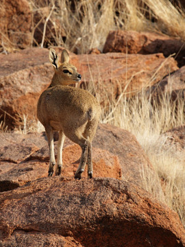 Klipspringer（山羚）在納米比亞