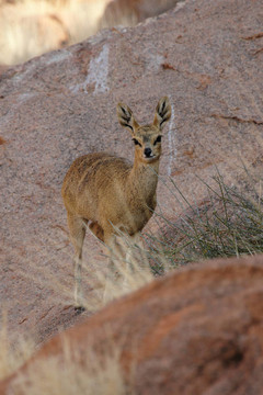 Klipspringer（山羚）在納米比亞