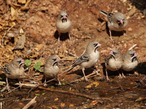 鱗片狀羽毛的鳥（sporopipes squamifrons）來(lái)自納米比亞的一個(gè)水坑喝水