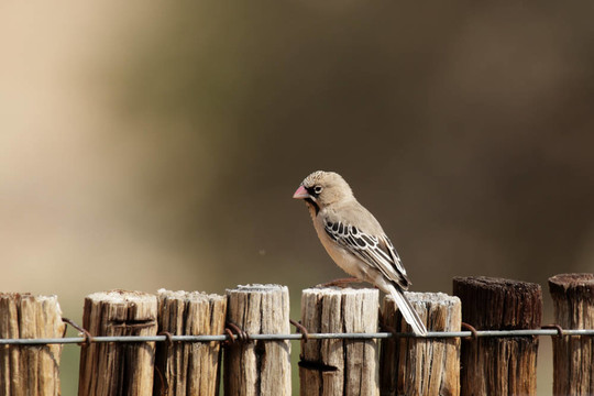 Scaly feathered Finch（Sporopipes squamifrons）坐在納米比