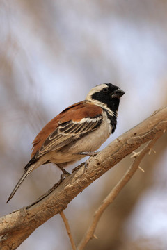 Cape Sparrow（Passer melanurus）在納米比亞；在非洲南部的一個常見種