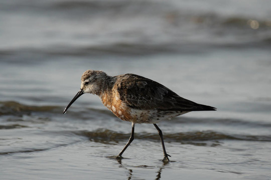 彎嘴濱鷸（Calidris ferruginea）在納米比亞的海灘
