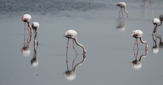 大火烈鳥（Phoenicopterus ruber）尋找食物在淺水在納米比亞海岸