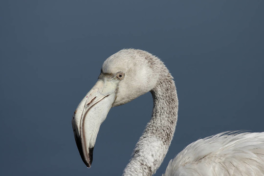 靠近一個少年大紅鸛（Phoenicopterus ruber）