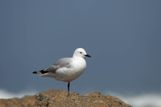 Hartlaub的鷗（Larus hartlaubii）單腿站立
