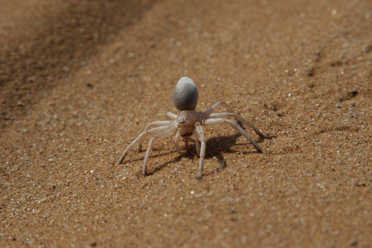 Golden Cartwheeling Spider（Carparachne aureoflava）